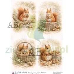 Papier ryżowy decoupage  AB Studio Le Petit Paris  A4 wiewiórka orzeszki