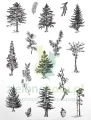 stempel-arden-arboretum-drzewa2.jpg