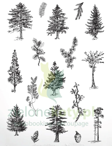 stempel-arden-arboretum-drzewa2.jpg