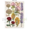 papier-scrapbooking-stamperia-flowers-and-poems16.JPG