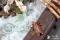IMG_1643.jpg
