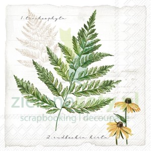 Serwetka 33x33cm paproć (989660)