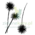 studio-light-natures-dream-clear-stamp-meadow-burs (1).jpg
