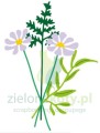 studio-light-wild-bouquet-essentials-cutting-die-s (1).jpg