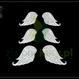 skrzydła.jpg