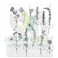 stampers-anonymous-forgotten-garden-tim-holtz-clin.jpg