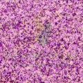 wl28r full-01-01 cat.jpg