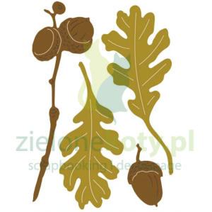Wykrojnik Studio Light Essentials Oak Elements jsienne liście, żołędzie