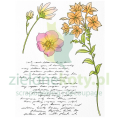 studio-light-spring-meadow-clear-stamp-florals-sl.png