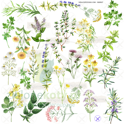 HERBS1.png