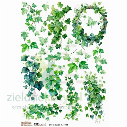 ivy-leaves-4055.jpg