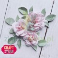 CW354 Magda's rose róża Magdy 2.jpg